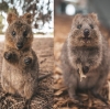 Quokka, Rottnest Island, Western Australia © James Vodicka