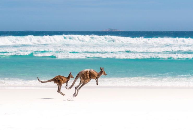 Lucky Bay, Cape Le Grand National Park, Western Australia © Tourism Australia