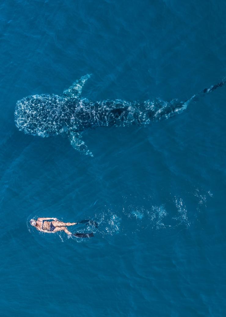 Ningaloo Marine Park, Ningaloo Reef, Western Australia © Tourism Western Australia 