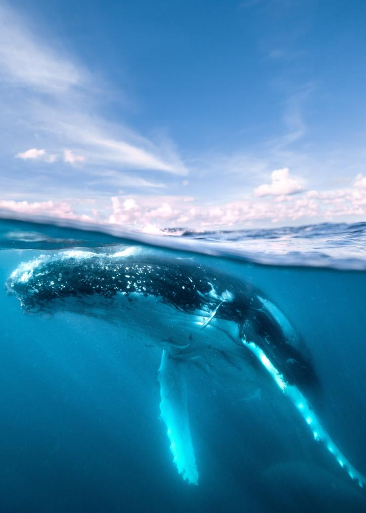 Nuotare con le balene, Hervey Bay Whale Watch, Queensland © Tourism and Events Queensland