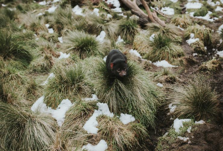 Devils@Cradle, Cradle Mountain National Park, Tasmania © Laura Helle