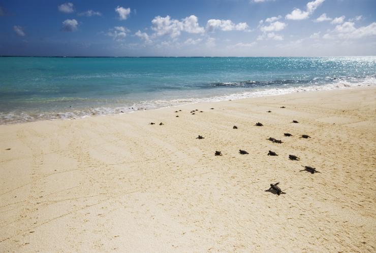 Tartarughe verdi, Heron Island, Queensland © Tourism and Events Queensland