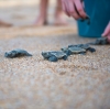 Un cucciolo di tartaruga che va verso l'oceano a Mon Repos, Grande Barriera Corallina meridionale, Queensland © Jewels Lynch/Tourism Events Queensland