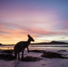 Canguro, Lucky Bay, Cape Le Grand National Park, Western Australia © Tourism Western Australia