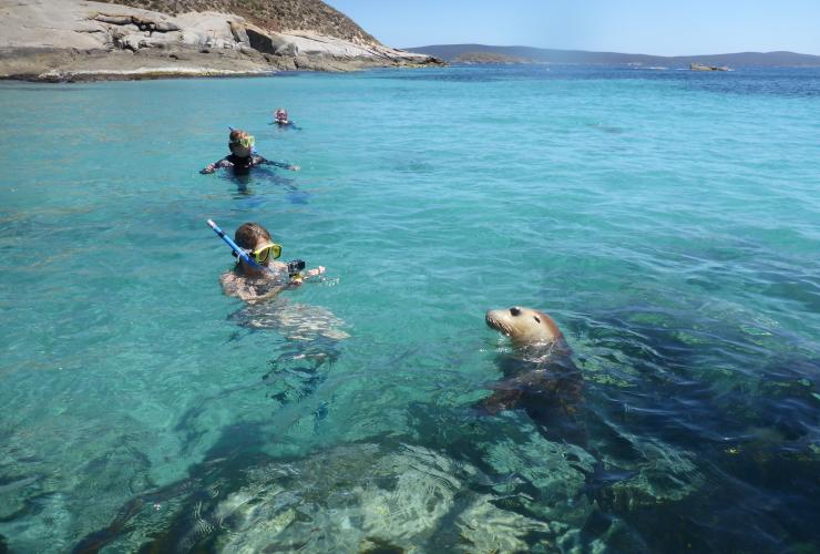 Leoni marini, Port Lincoln, South Australia © Calypso Star Charters