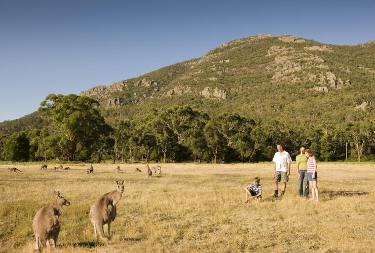 Canguri, Halls Gap, Victoria © Visit Victoria