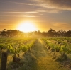 Henschke, Mount Edelstone Vineyard, Barossa Valley, South Australia © Henschke and Co.