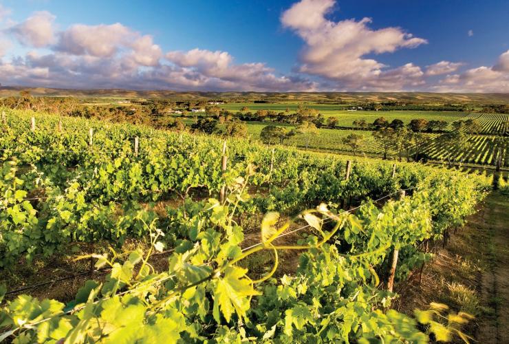 Azienda vinicola d'Arenberg, McLaren Vale, South Australia © d’Arenberg Winery/Tourism Australia