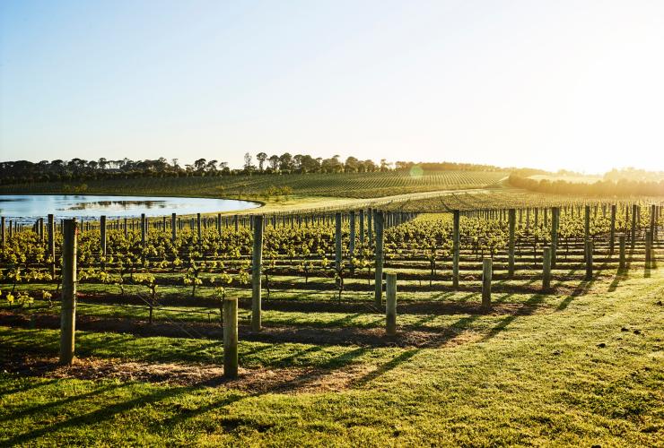 Vigneti di Pt. Leo Estate, Mornington Peninsula, Victoria © Anson Smart