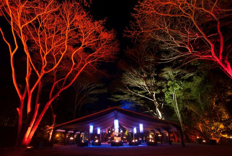 Flames of the Forest, Port Douglas, Queensland © Flames of the Forest