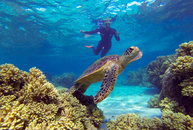 Ocean Safari, Grande Barriera Corallina, Queensland © Ocean Safari