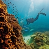 Grande Barriera Corallina, Heron Island, Queensland © Paul Giggle, Tourism and Events Queensland