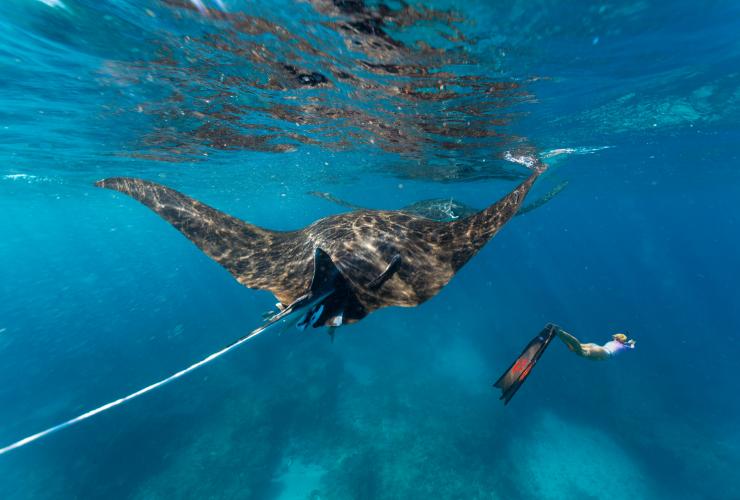 Snorkeling con le mante, Ningaloo Reef, Western Australia © Tourism Western Australia