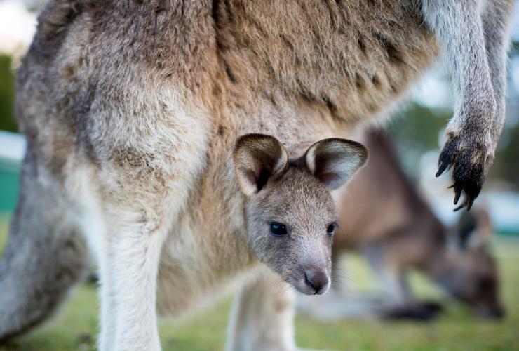 East Coast Natureworld, Bicheno, Tasmania © Rob Burnett
