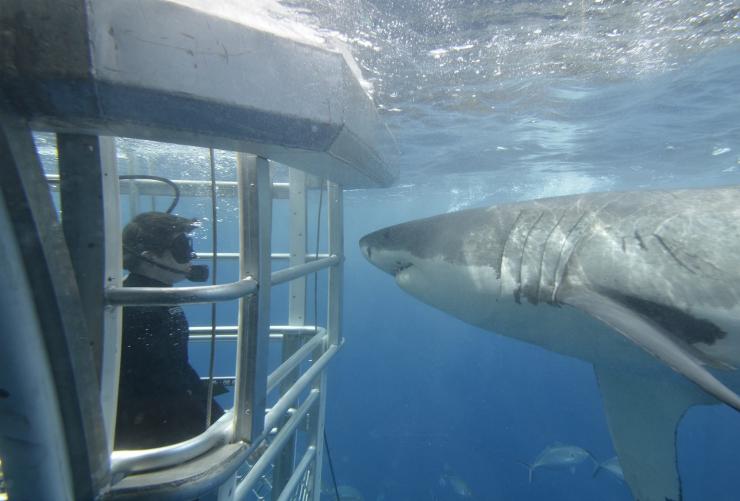 Adventure Bay Charters, Port Lincoln, South Australia © Adventure Bay Charters