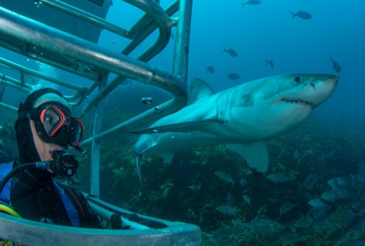 Rodney Fox Shark Expeditions, Eyre Peninsula, South Australia © Rodney Fox Shark Expeditions