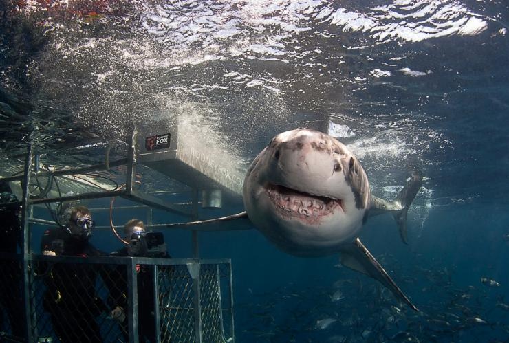 Rodney Fox Shark Expeditions, Eyre Peninsula, South Australia © Rodney Fox Shark Expeditions