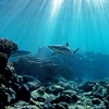 Squalo che nuota sopra la barriera corallina vicino a Lady Elliot Island nel Queensland © James Vodicka