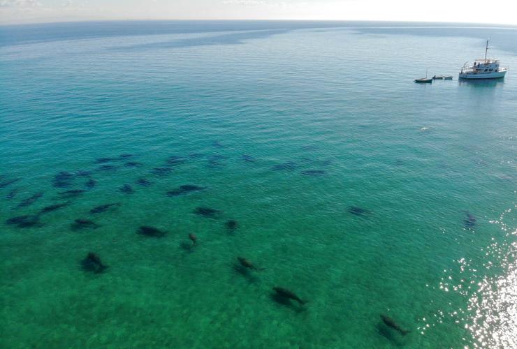 Gruppo di dugonghi, Moreton Bay, Queensland © Tourism and Events Queensland