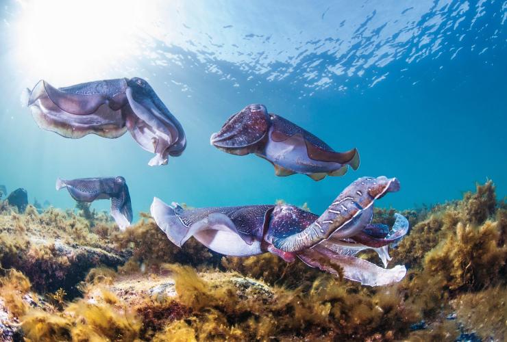 Nuotare con le seppie, Stony Point, Whyalla, South Australia © Carl Charter/South Australian Tourism Commission