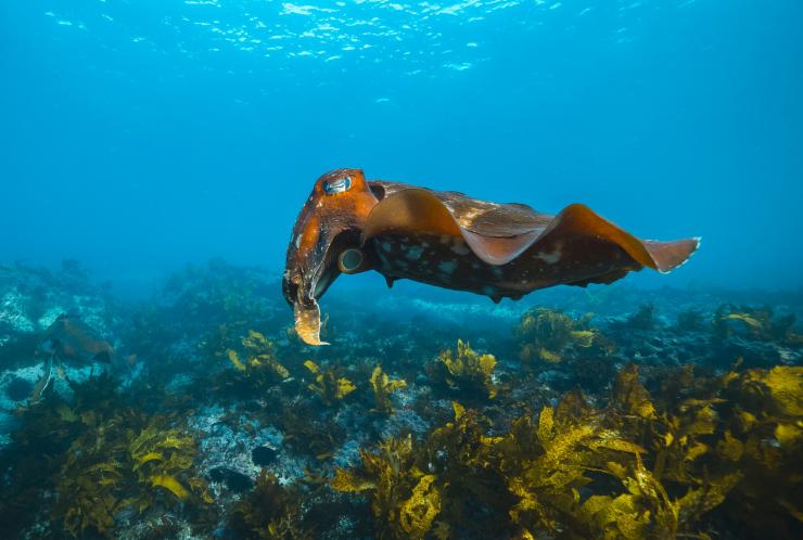 Cabbage Tree Bay Aquatic Reserve, Manly, New South Wales © Destination NSW