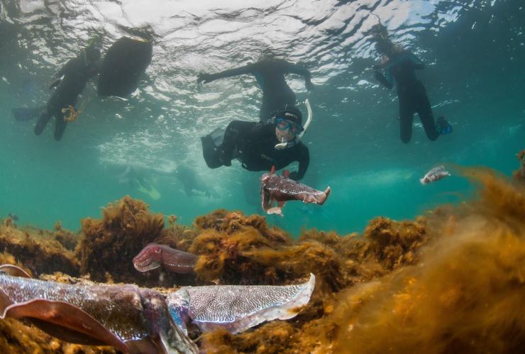Seppia gigante, Stony Point, Whyalla, South Australia © Carl Charter