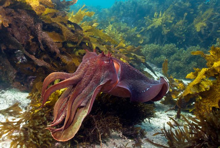 Seppia gigante, Shelly Beach, New South Wales © Jayne Jenkins