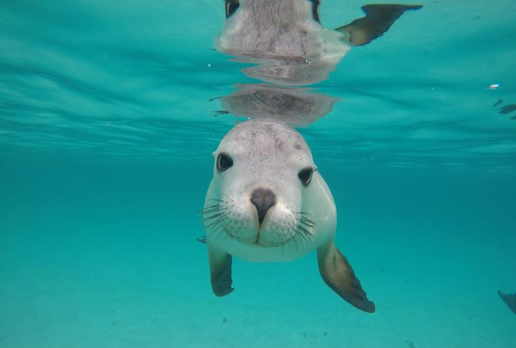 Leone marino, Hopkins Island, South Australia © Calypso Star Charters