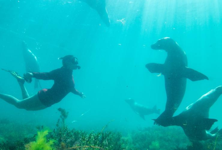 Adventure Bay Charters, Port Lincoln, South Australia © Tourism Australia