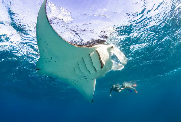 Manta, Lady Elliot Island, Queensland © Tourism and Events Queensland