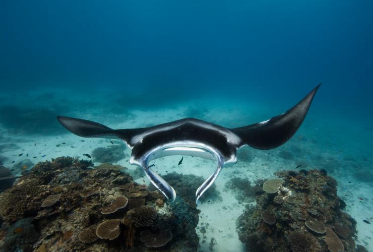 Manta, Lady Elliot Island, Queensland © Sean Scott Photography