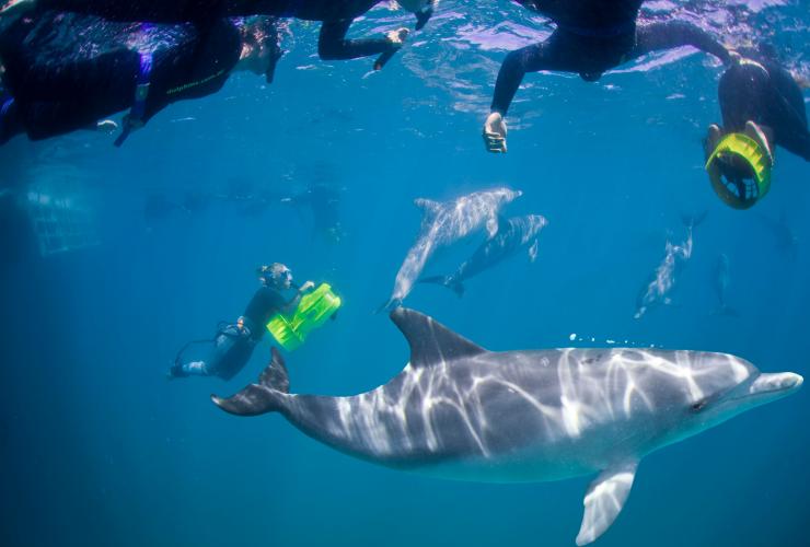 Nuota con i delfini, Rockingham Wild Encounters, Rockingham, Western Australia © Rockingham Wild Encounters