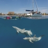 Snorkeling per avvistare i delfini con un tour di Temptation Sailing a Glenelg nel South Australia © South Australian Tourism Commission