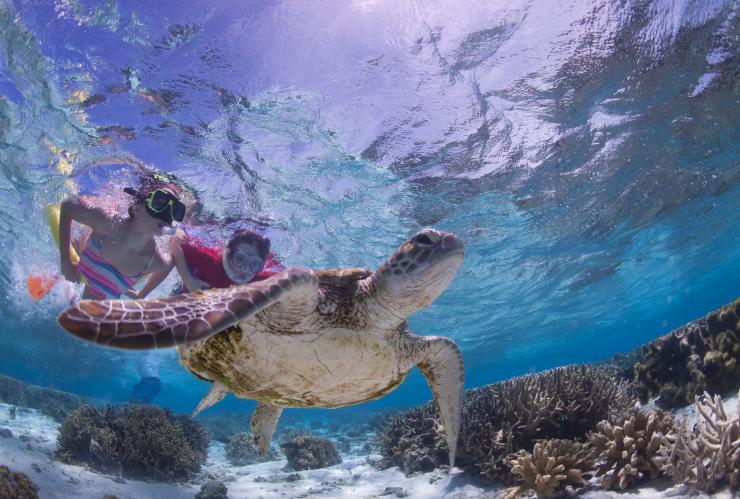 Snorkeling con le tartarughe, Lady Elliot Island, Queensland © Tourism and Events Queensland