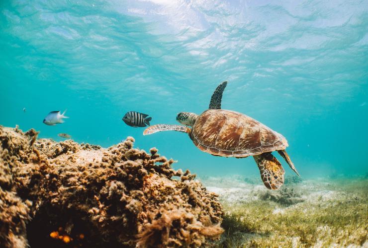 Grande Barriera Corallina, Queensland © Tourism and Events Queensland