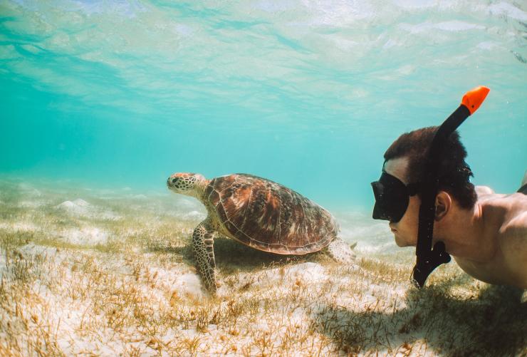 Nuotare con le tartarughe, Queensland © Tourism and Events Queensland