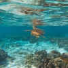 Tartaruga marina, Lady Elliot Island, Grande Barriera Corallina, Queensland © Tourism &amp; Events Queensland