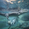 Crocosaurus Cove, Darwin, Northern Territory © Tourism Australia