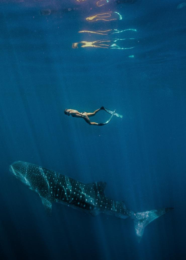 Nuotare con uno squalo balena, Ningaloo Marine Park, Western Australia © Tourism Western Australia