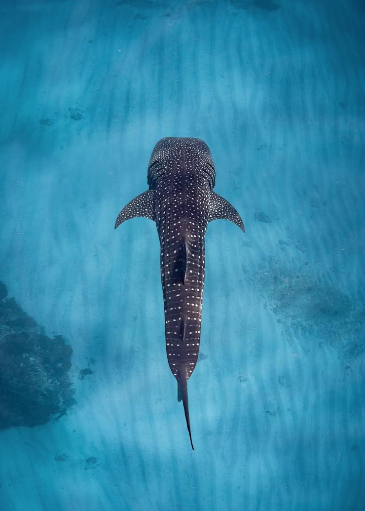 Squalo balena, Ningaloo Reef, Western Australia © Sal Salis Ningaloo Reef