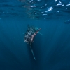 Squalo balena che nuota a Ningaloo Reef © Tourism Western Australia