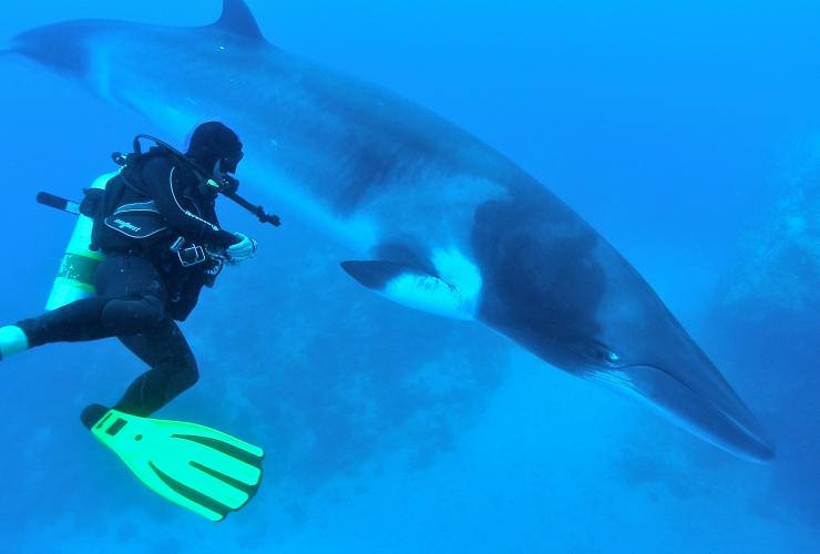 Nuotare con le balenottere minori, Grande Barriera Corallina, Queensland © Eye to Eye Marine Encounters