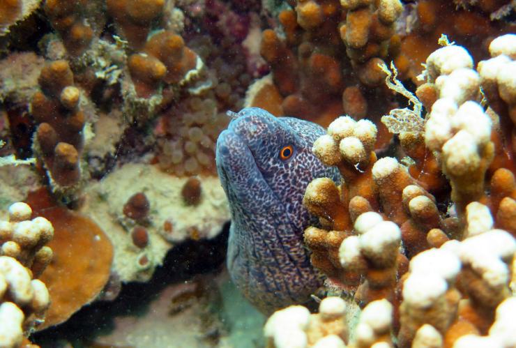 ニュー・サウス・ウェールズ州、ロード・ハウ島 © DivePlanIt.com