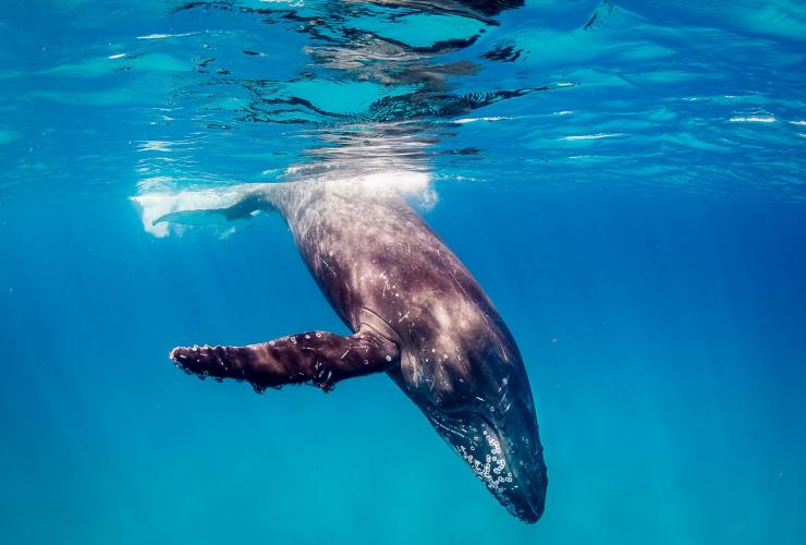 西オーストラリア州、ニンガルーリーフ © Live Ningaloo/Chris Jansen