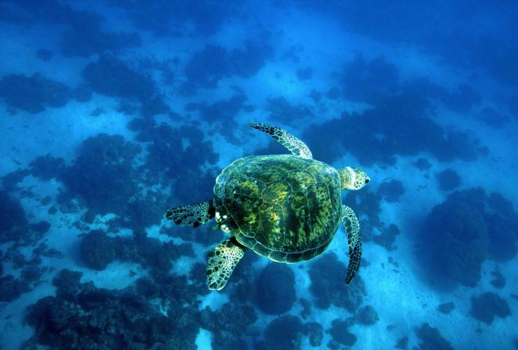 西オーストラリア州、ニンガルー海洋公園、コーラル・ベイ © Australia’s Coral Coast