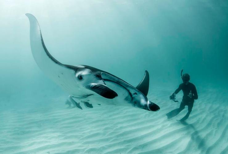 西オーストラリア州、ニンガルーリーフ、オニイトマキエイとダイバー © Tourism Western Australia