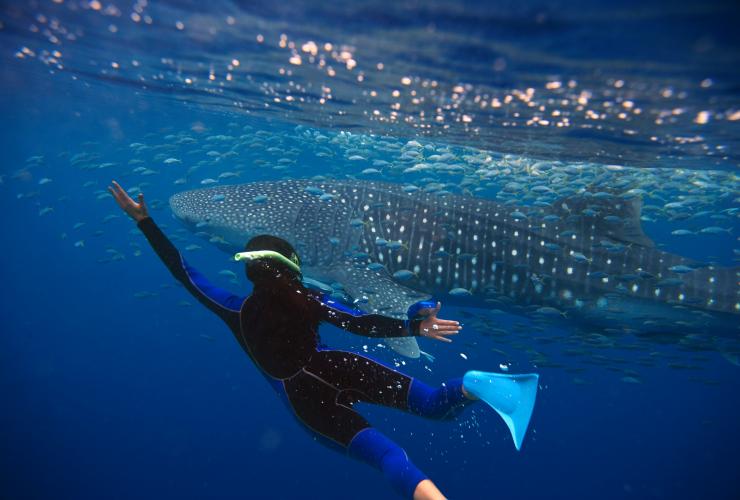 西オーストラリア州、エクスマウス、ニンガルーリーフ © Tourism Australia