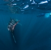ニンガルーリーフでジンベエザメと遊泳 © Tourism Western Australia