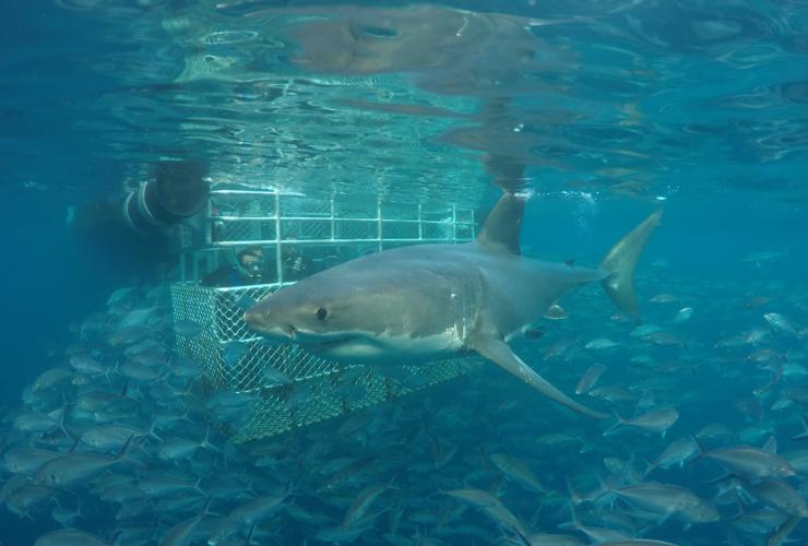南オーストラリア州、ポート・リンカーン、カリプソ・スター・チャーターズ、シャーク・ケージ・ダイビング © Calypso Star Charters
