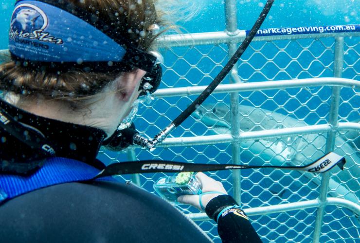 南オーストラリア州、ネプチューン島、カリプソ・ベイ・チャーターズ、シャーク・ダイビング © Tourism Australia